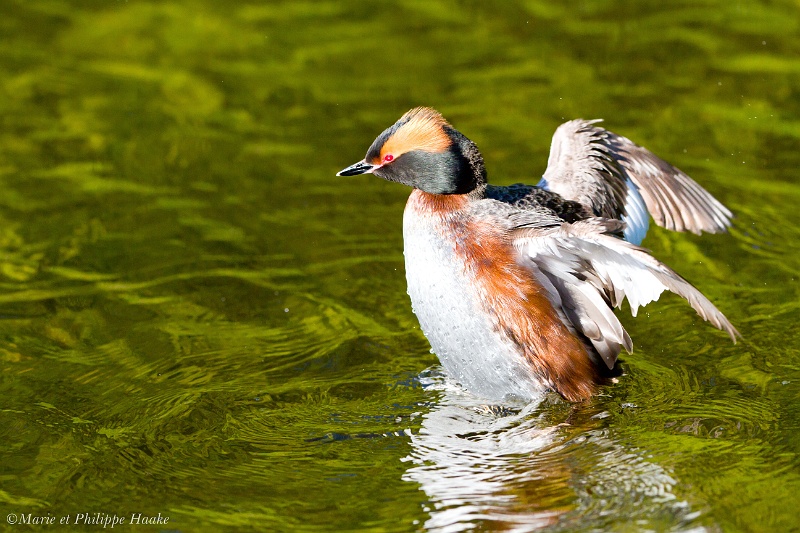 Grebe esclavon 6487_wm.jpg - Grèbe esclavon, Podiceps auritus, Horned Grebe (Suède, mai 2011)